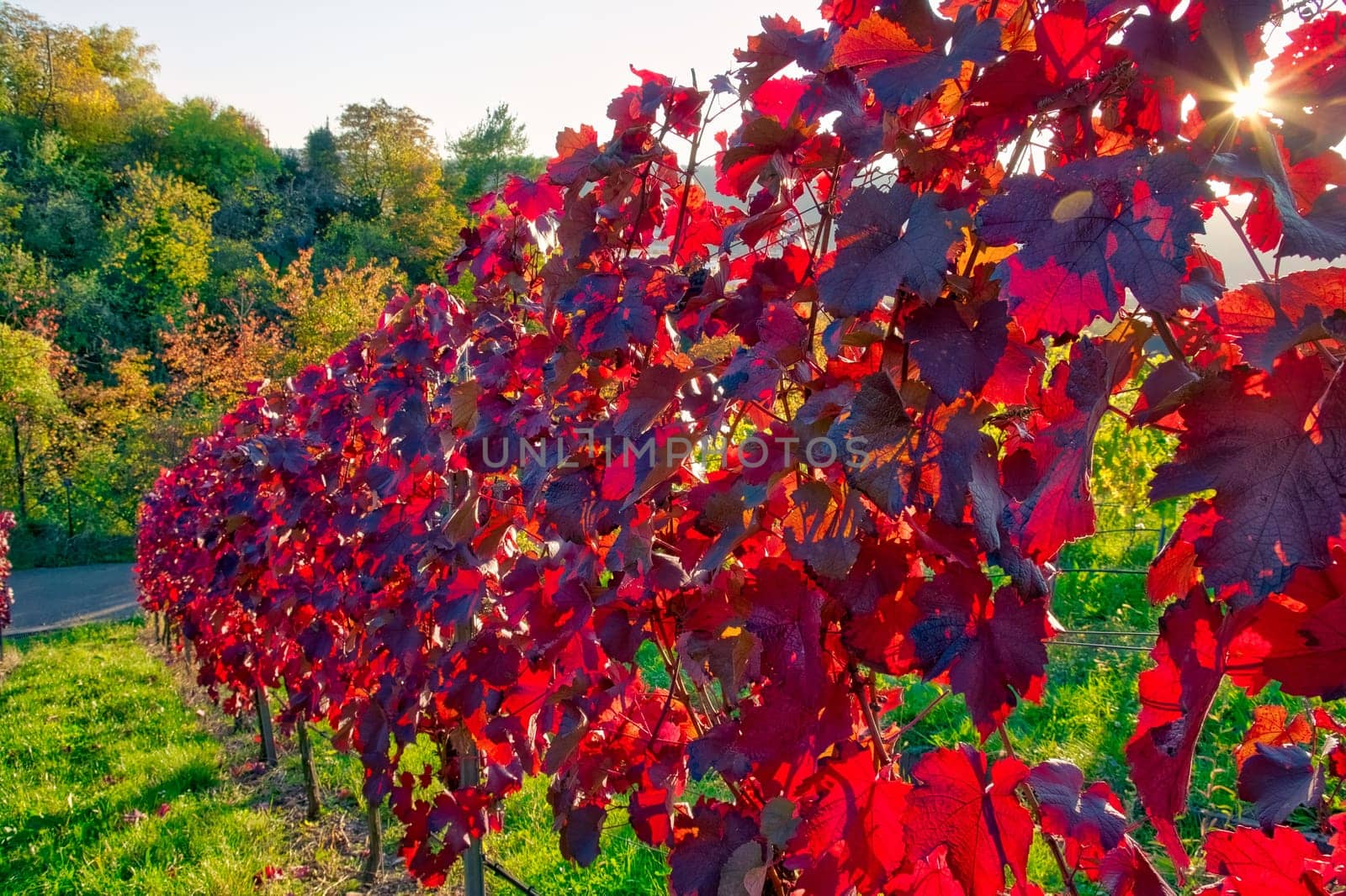 Vineyard Rows Wine Outdoors Daytime Changing Seasons Fall Autumn Leaves Colorful Farming Agriculture Warm Colors Bright Red