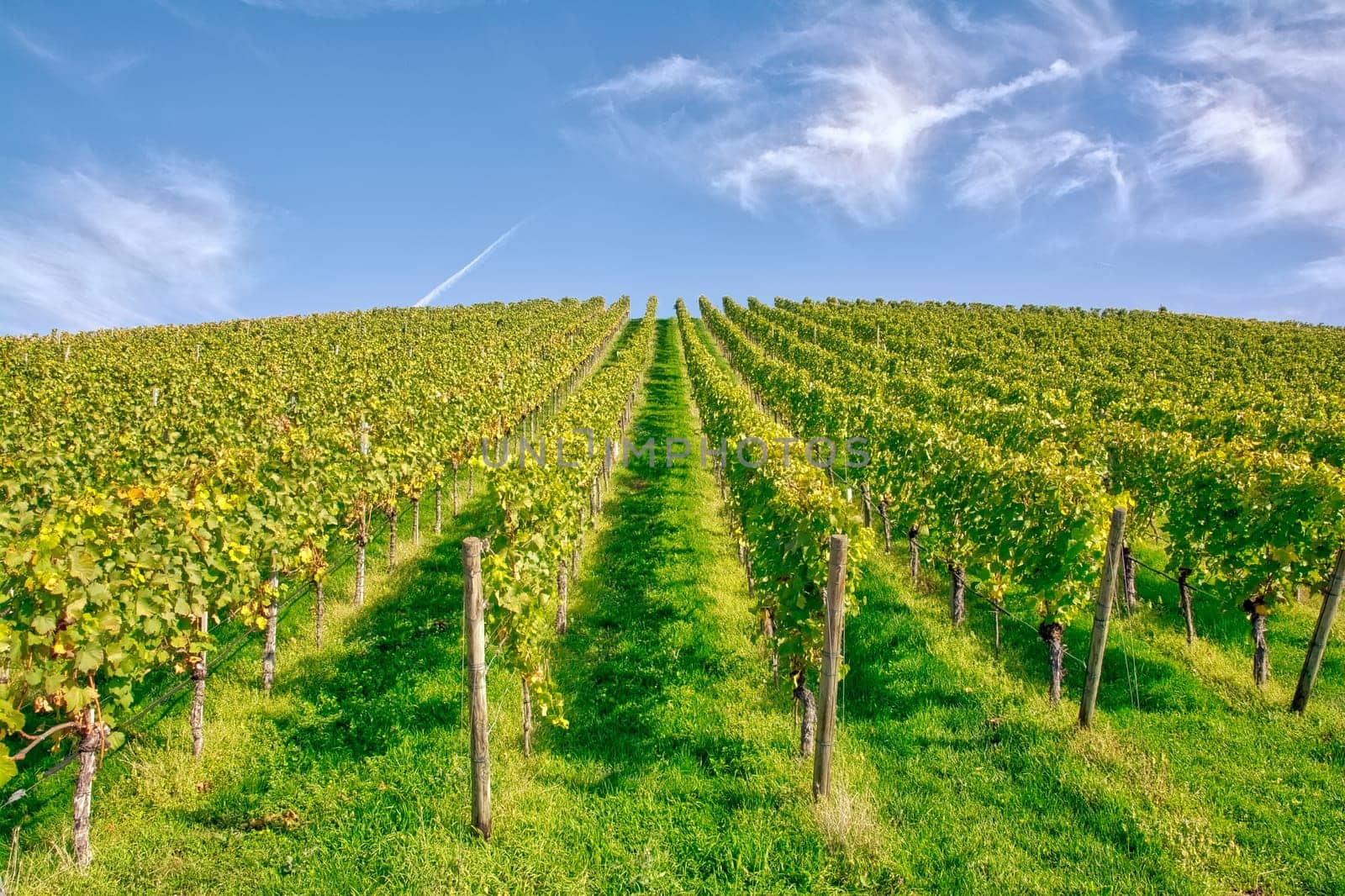 Vineyard Rows Wine Outdoors Daytime Changing Seasons Fall Autumn Leaves Colorful Farming Agriculture Warm Colors Green