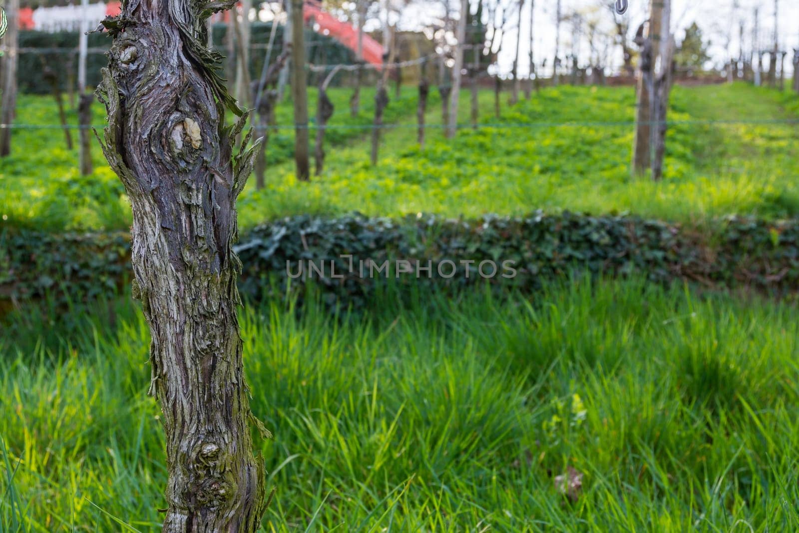 Vineyard Post Closeup Texture Branch Rough Wooden Leaves Green Grass Empty Autumn Grass