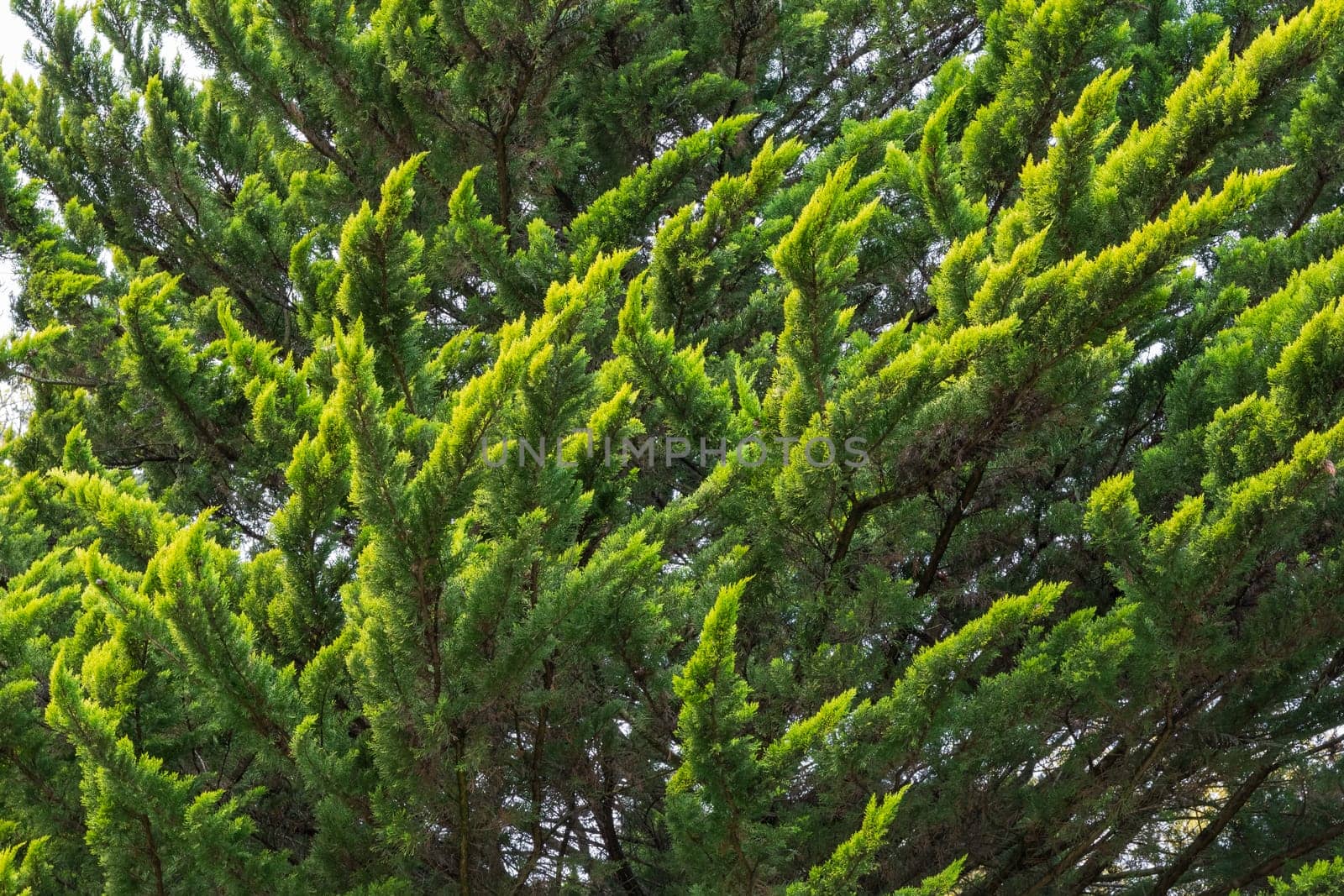 Dense Coniferous Tree Branches Green Yellow Tips Outdoors Park