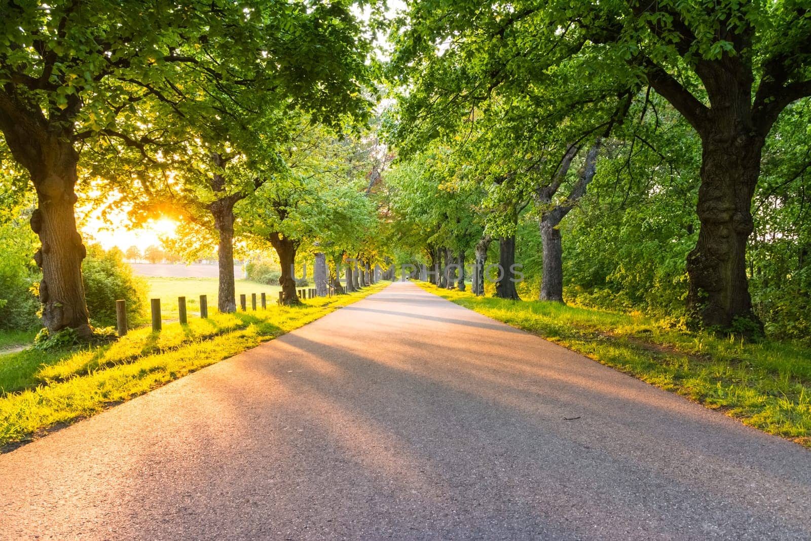 Sunset over Tree Covered Asphalt Path Woods Germany