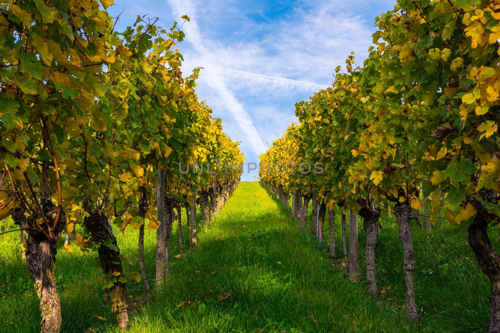Daytime Blue Sky Vineyard Rows Parallel Geometric Perspective Nature Outdoors Winery