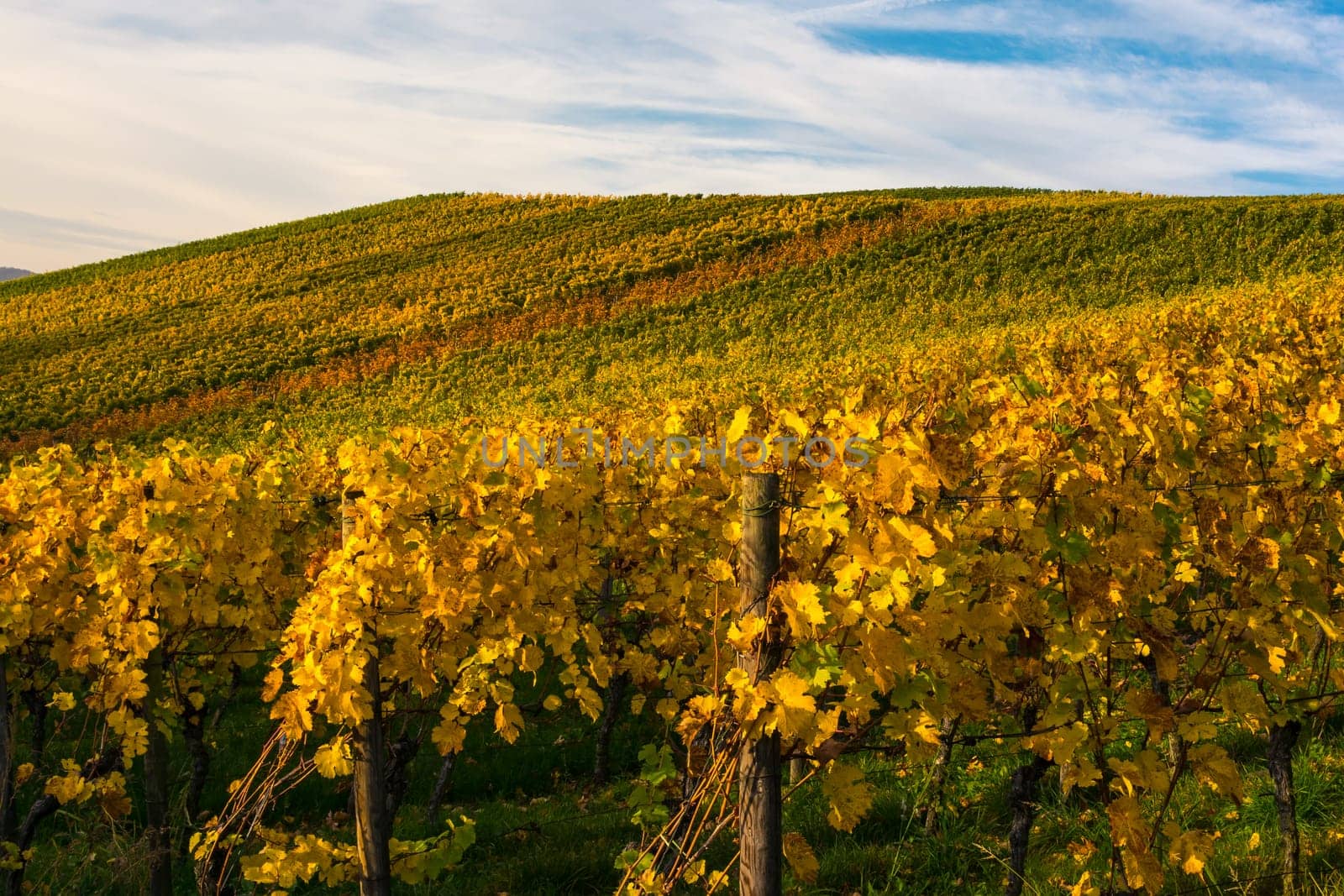 Sunrise Vineyard Early Morning Winery Fields Landscape Nature Outdoors Nature European Beautiful