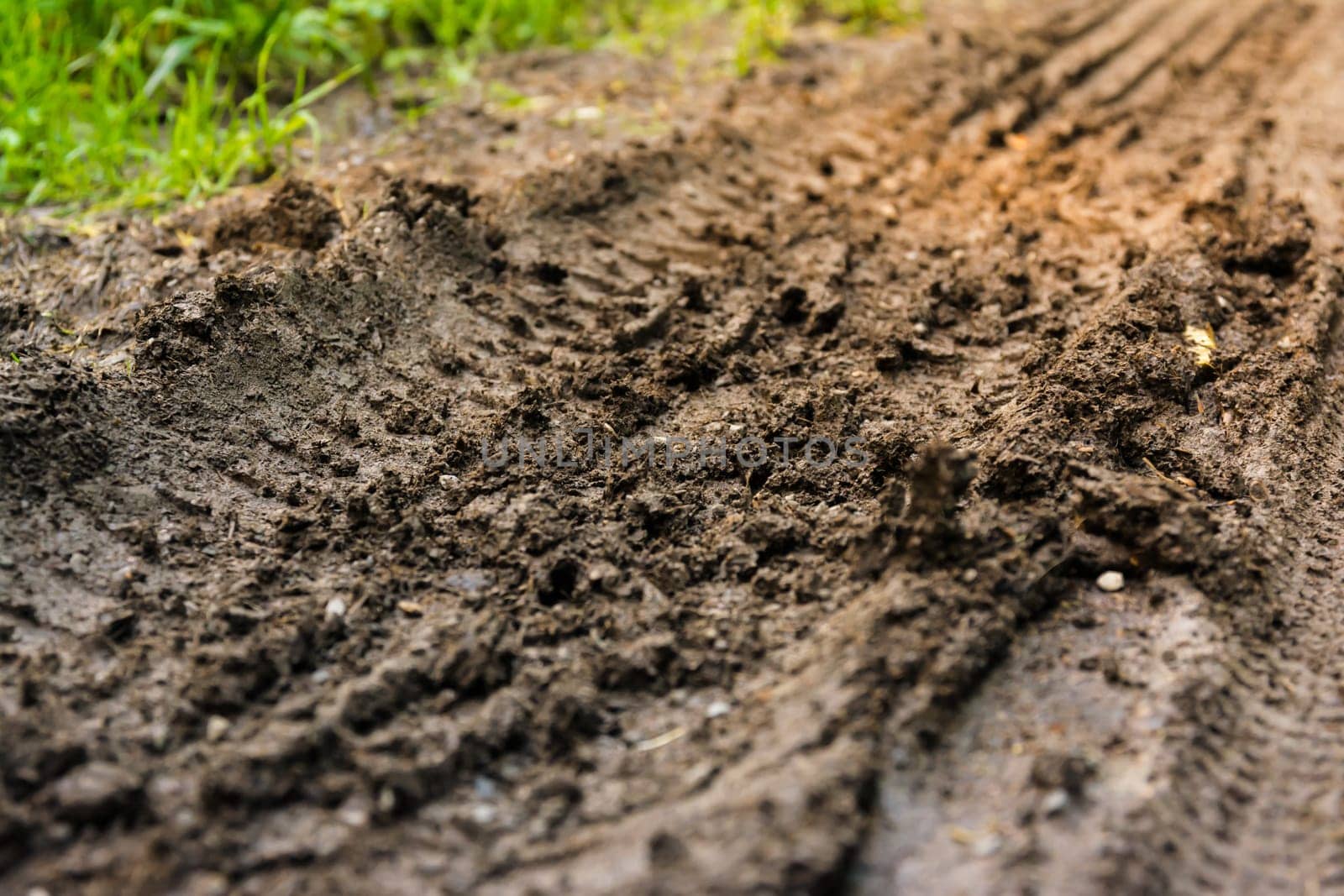 Tire Tracks Forest Floor Soil Dirt Path Earth Nature Outdoors