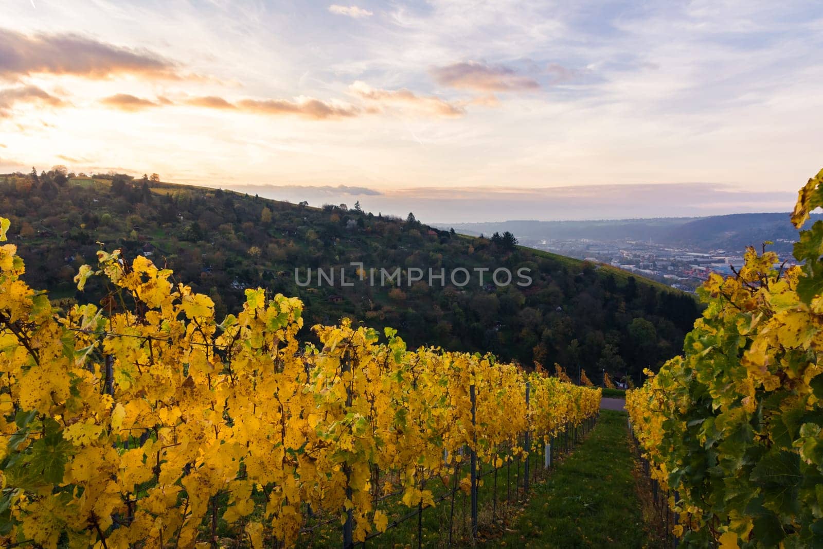 Sunrise Vineyard Early Morning Winery Fields Landscape Nature Outdoors Nature European Beautiful