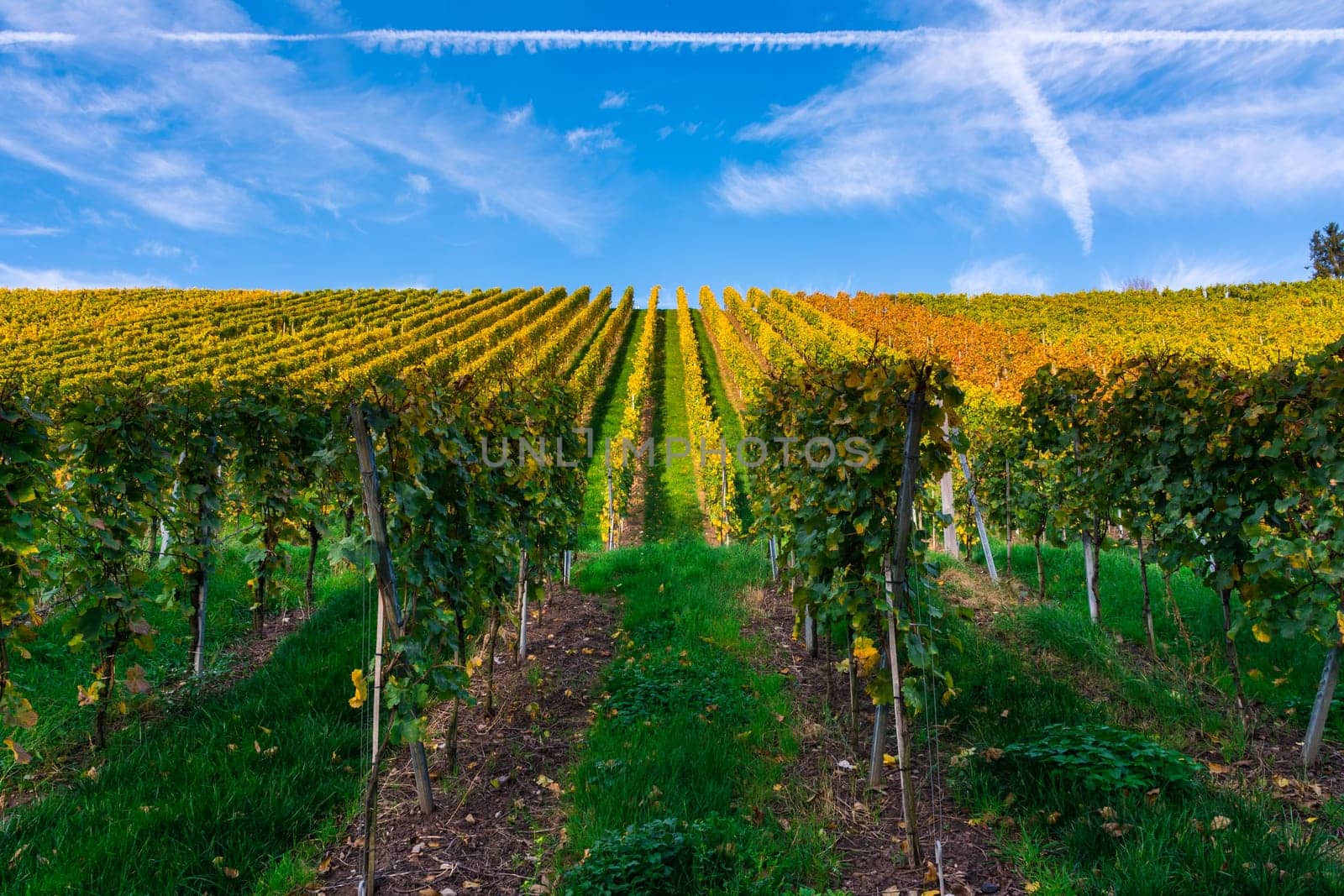 Daytime Blue Sky Vineyard Rows Parallel Geometric Perspective Nature Outdoors Winery