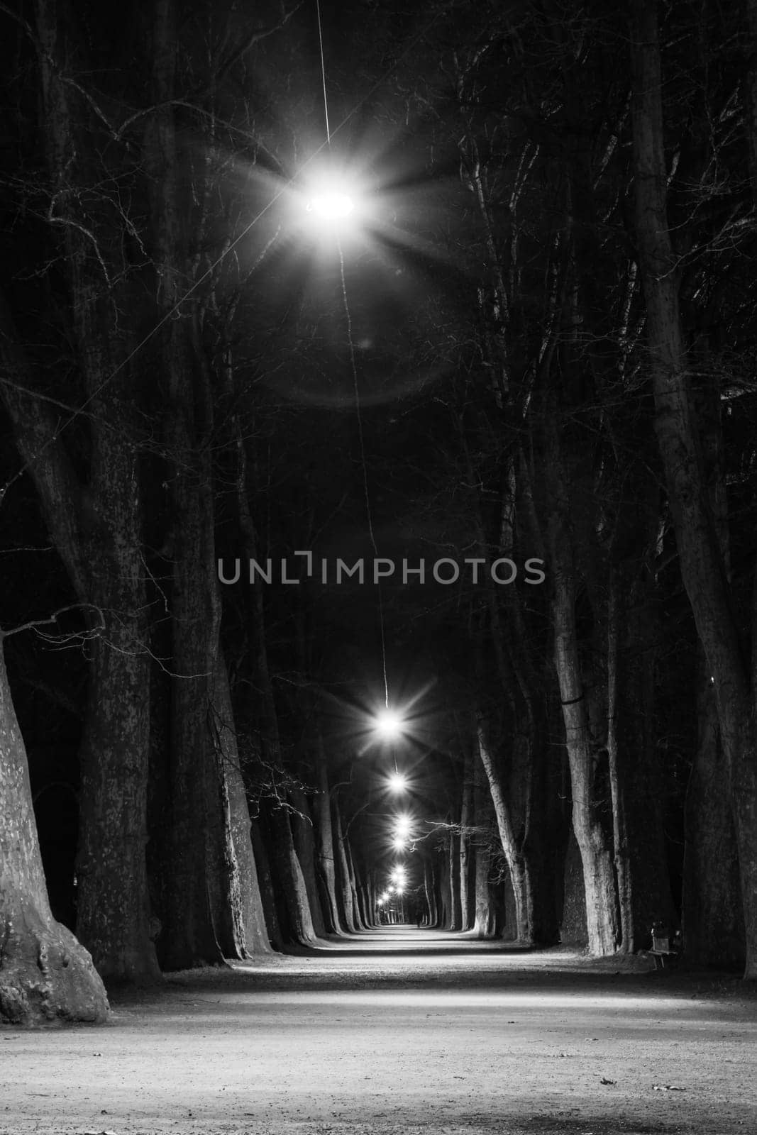 Light Forest Walkway Black White Monochrome Tranquil Peaceful Park Corridor