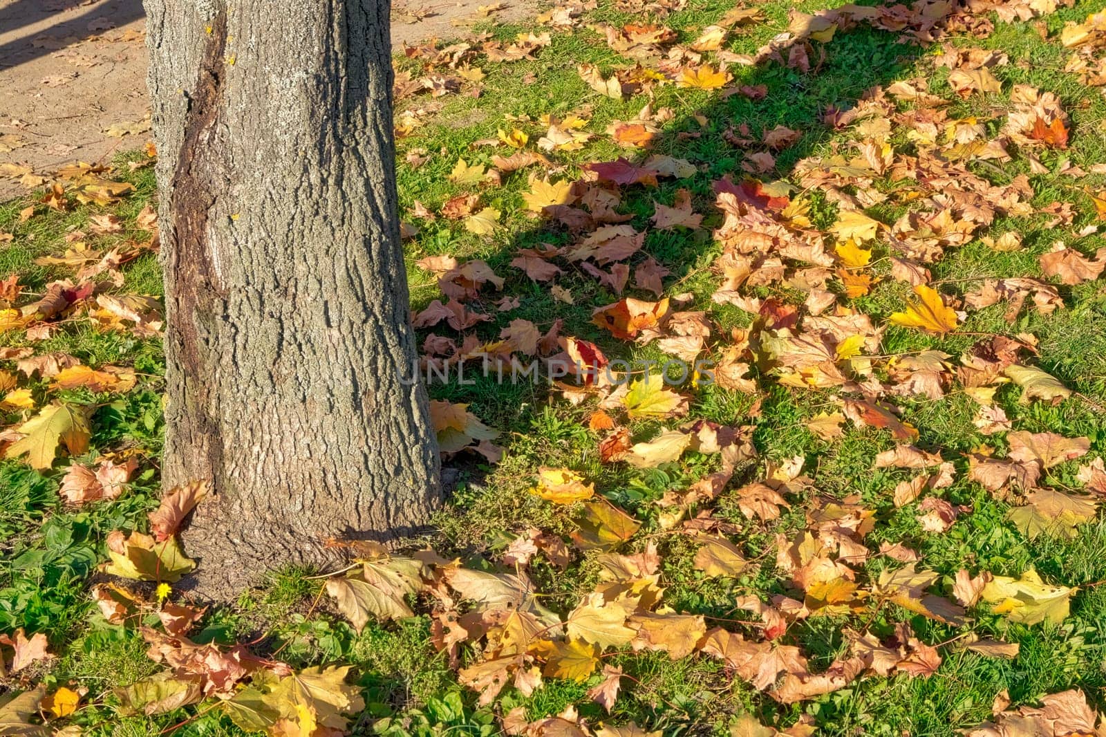 Fall Tree Outdoors Daytime Season Autumn Orange Yellow Ground