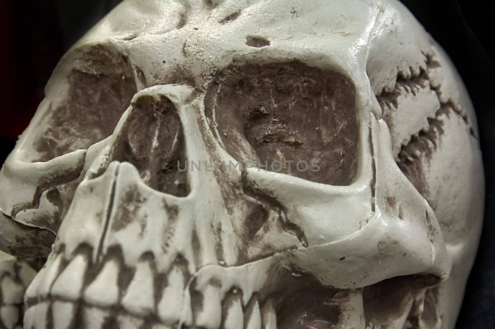 Halloween Skull Skeleton Head Decoration Closeup Black Background Isolated