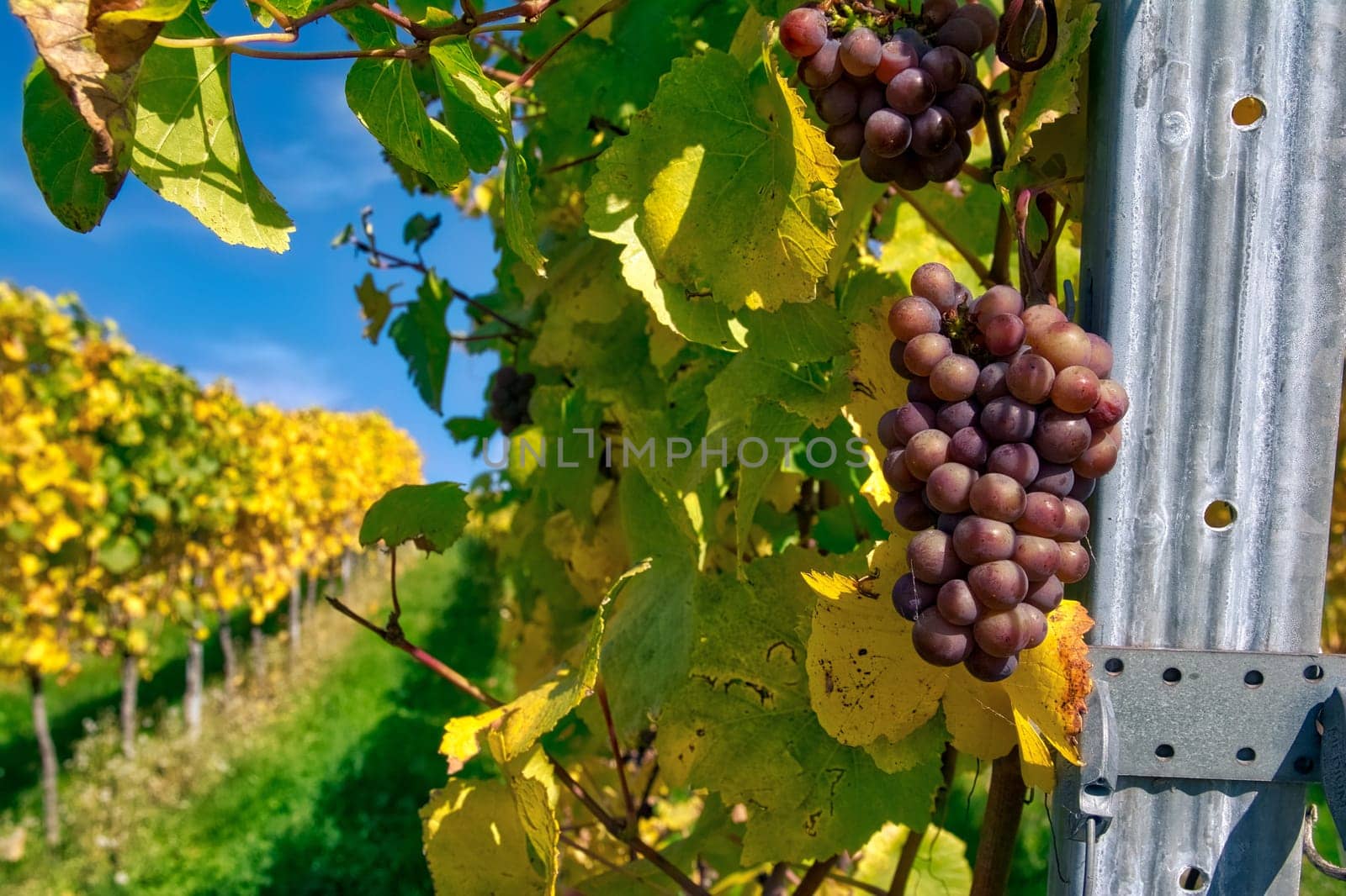 Grapes Fruits Closeup Vineyard Fall Leaves Autumn Farming Agriculture Wine Plants Outdoors Daytime