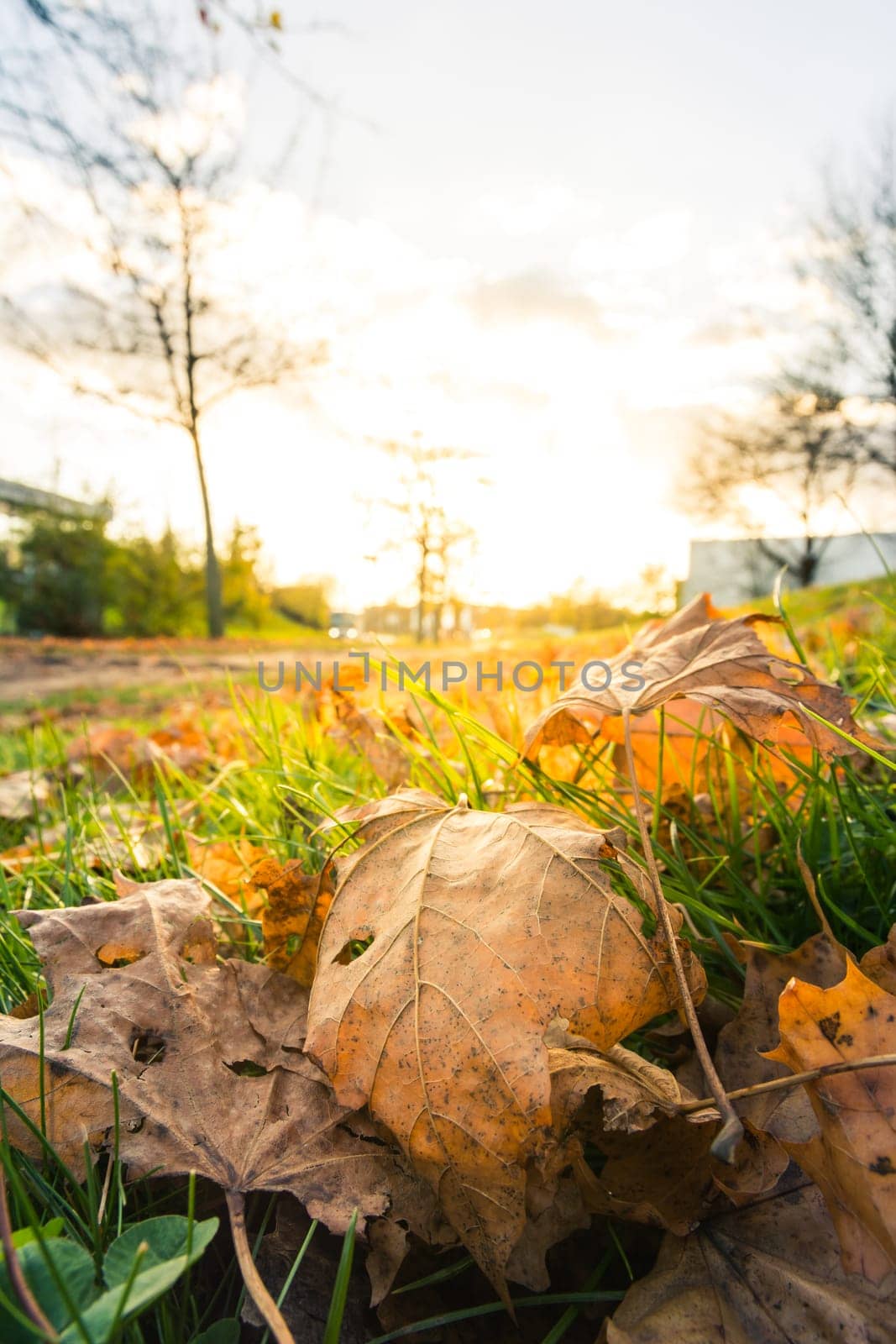 Leaves Autumn Fall Sun Flare Outside Orange Green Grass Nature Outdoors Park Season