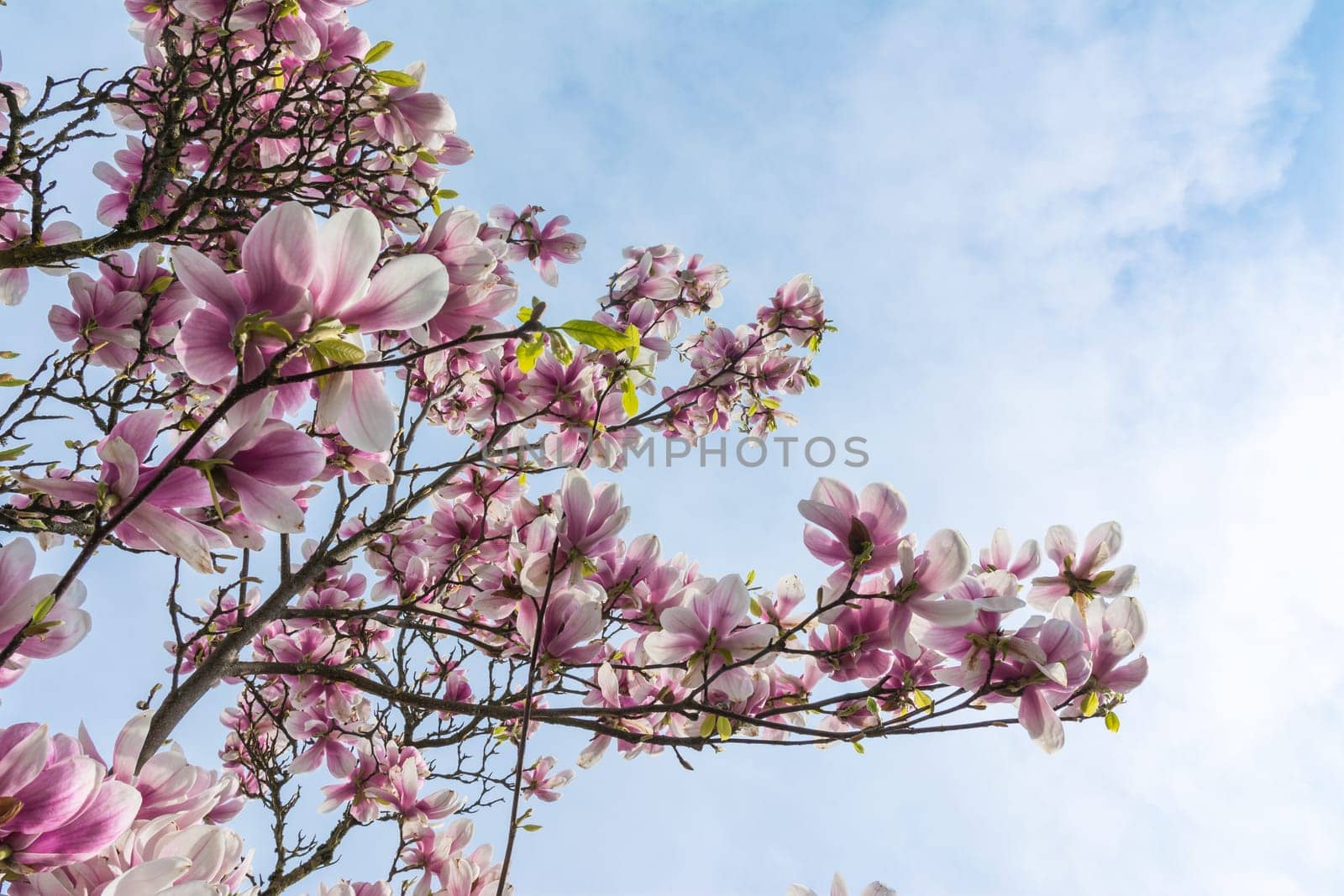 Magnolias Blooming on Blue Sky Background Beautiful Plants Real Outdoor Foliage Tree Decoration Purple White