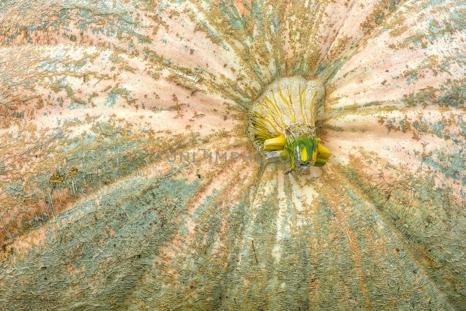 Massive Pumpkin Top Closeup Texture Background Orange Farming Organic Plant Vegetable