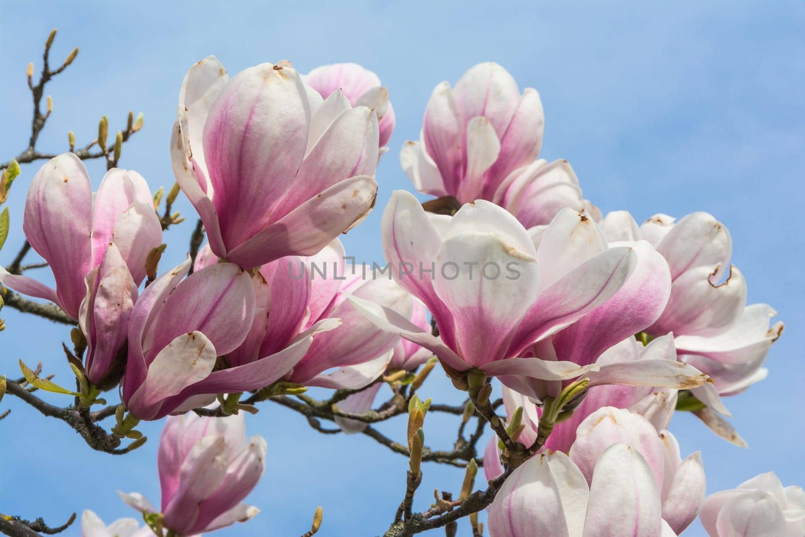 Magnolias Blooming on Blue Sky Background Beautiful Plants Real Outdoor Foliage Tree Decoration Purple White