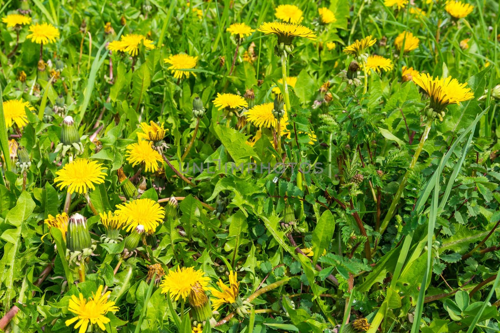 Dandelion Closeup Grass Park Outdoors Beautiful Weather Bench
