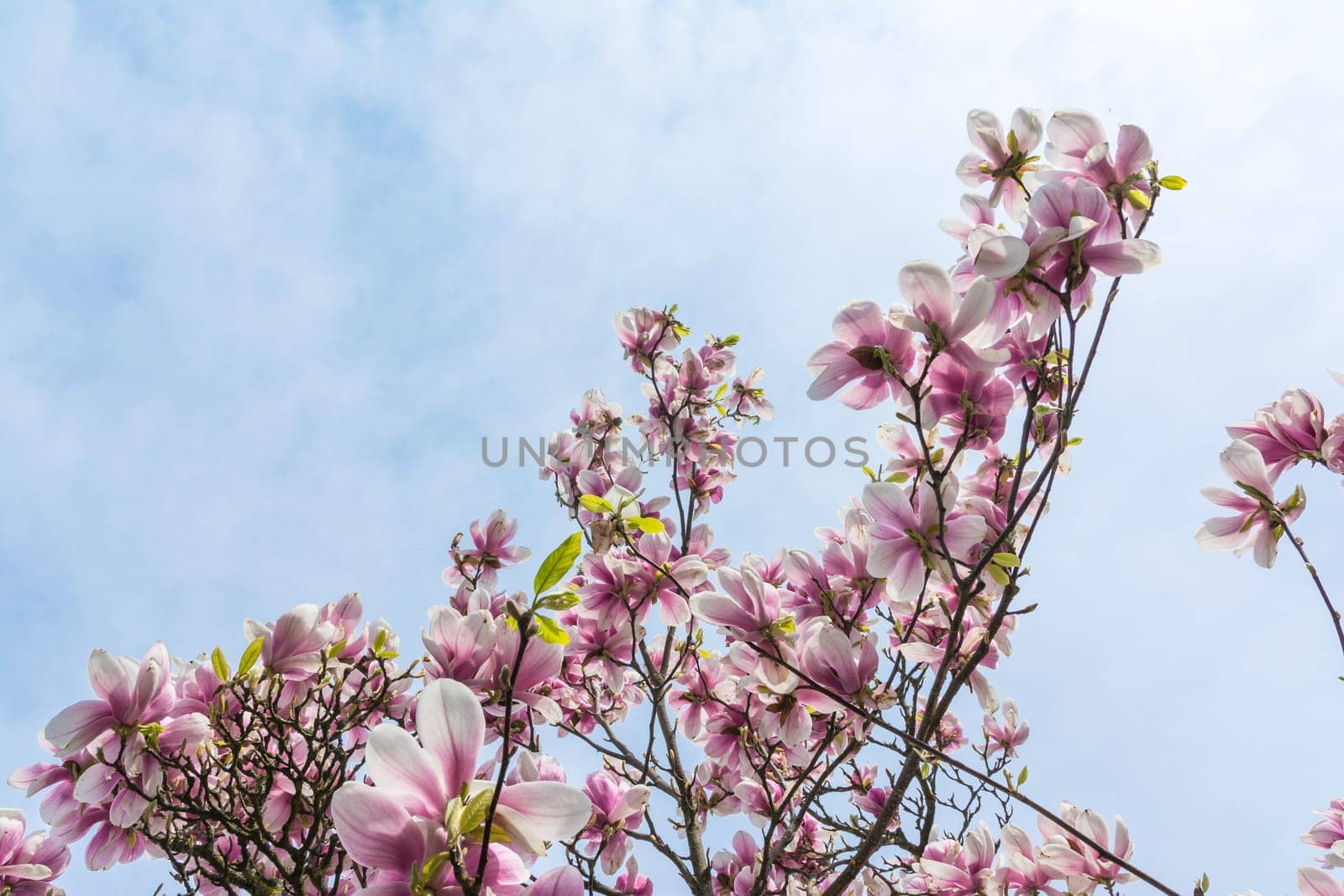 Magnolias Blooming on Blue Sky Background Beautiful Plants Real Outdoor Foliage Tree Decoration Purple White