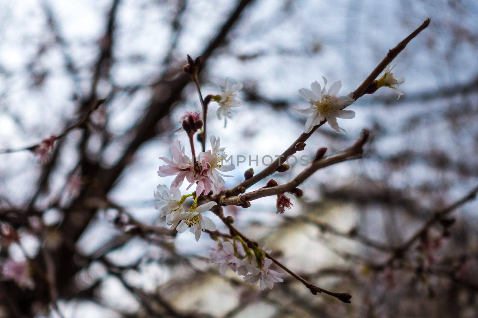 Cherry Blossom Tree Blooming Early Season Blue Sky Bright Daylight