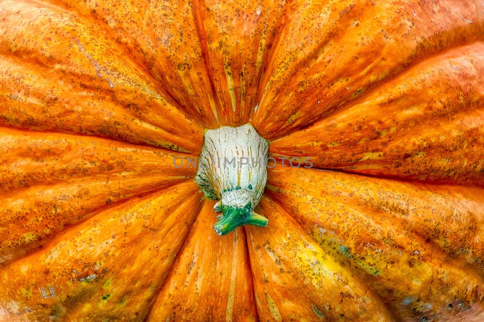 Massive Pumpkin Top Closeup Texture Background Orange Farming Organic Plant Vegetable