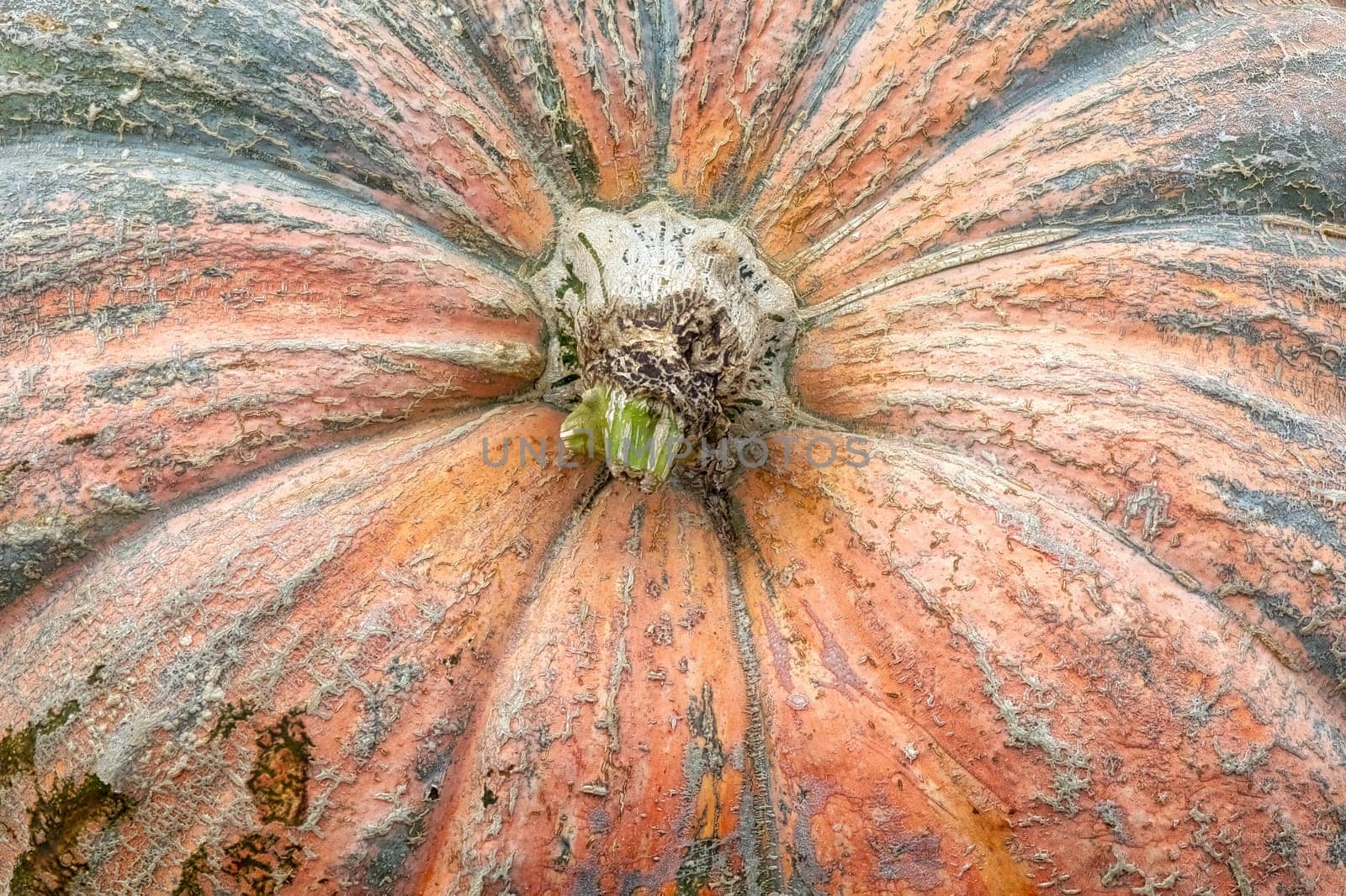 Massive Pumpkin Top Closeup Texture Background Orange Farming Organic Plant Vegetable