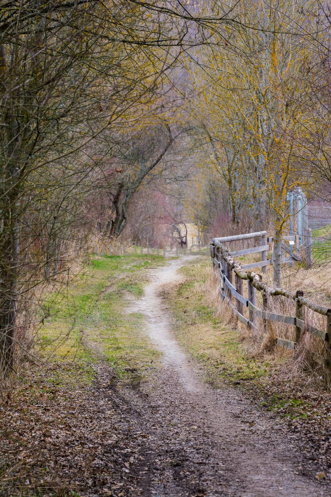 Dirt Path in Forest Woods Daytime Walk Strolling Wild Nature Landscape Wooden Fence