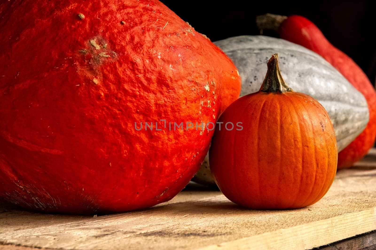 Small Large Pumpkins Orange White Wooden Rustic Shelf Seasonal Autumn Fall Decoration
