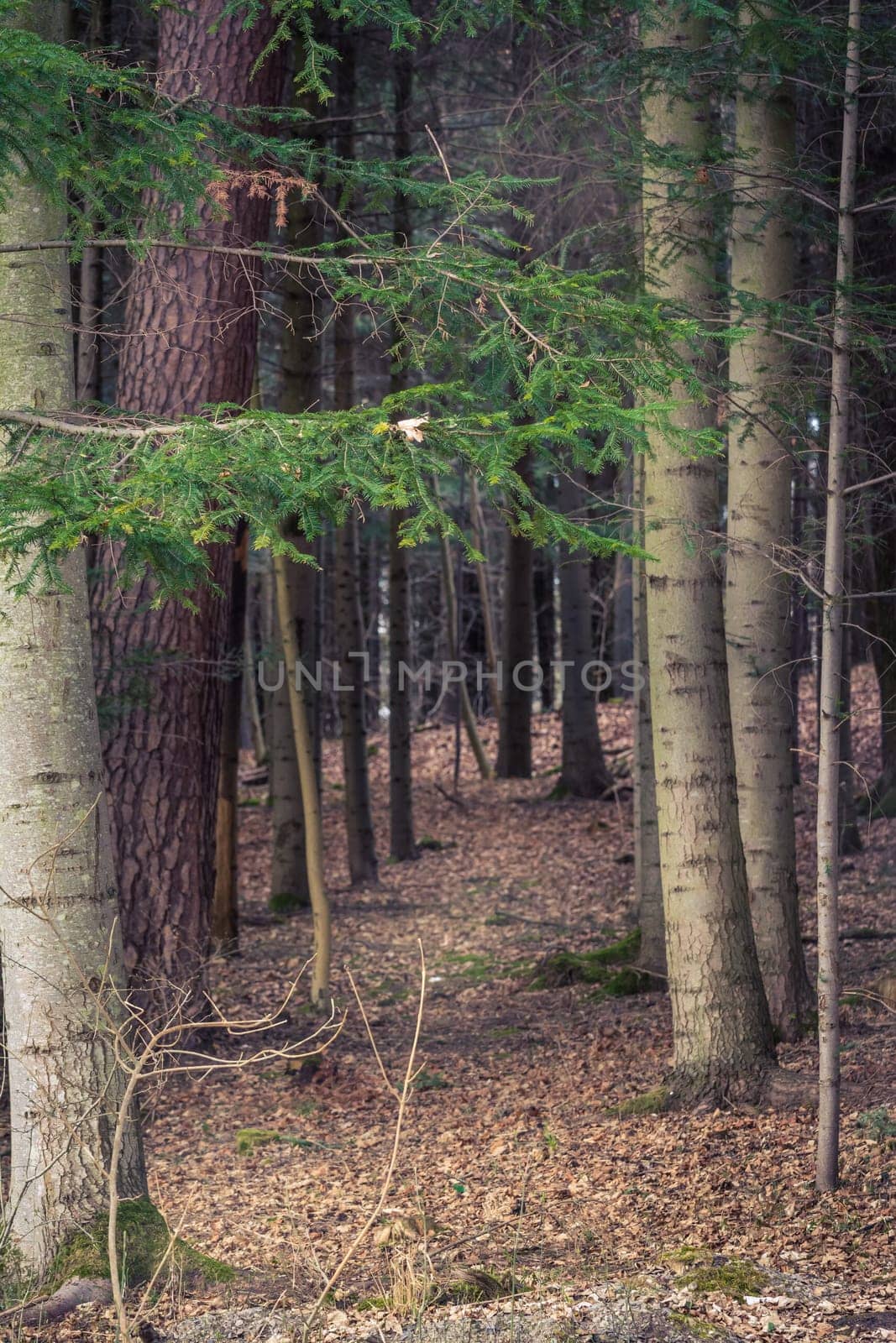 Forest Edge Entrance Trunks Dense Ground Trees Fall Cold Dramatic