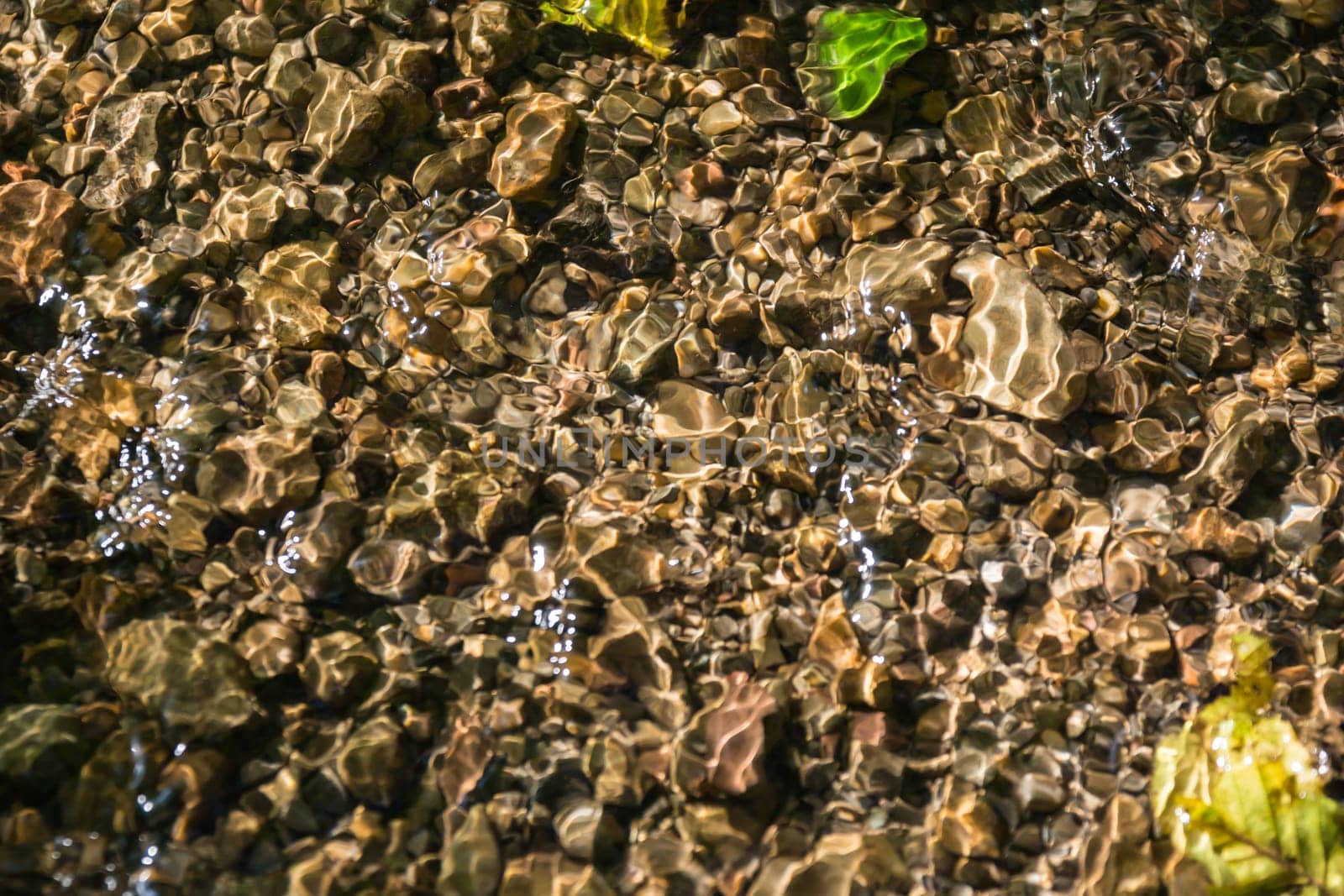 Small Creek in Forest Closeup Texture Cool Summer Day Nature Outdoors