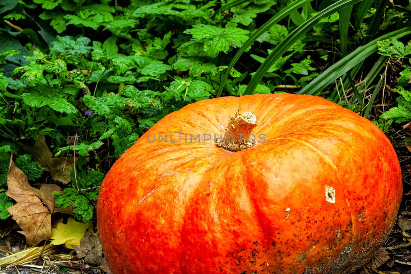 Orange Autumn Fall Pumpkin on Green Grass Outdoors Farm Daytime Halloween Decoration