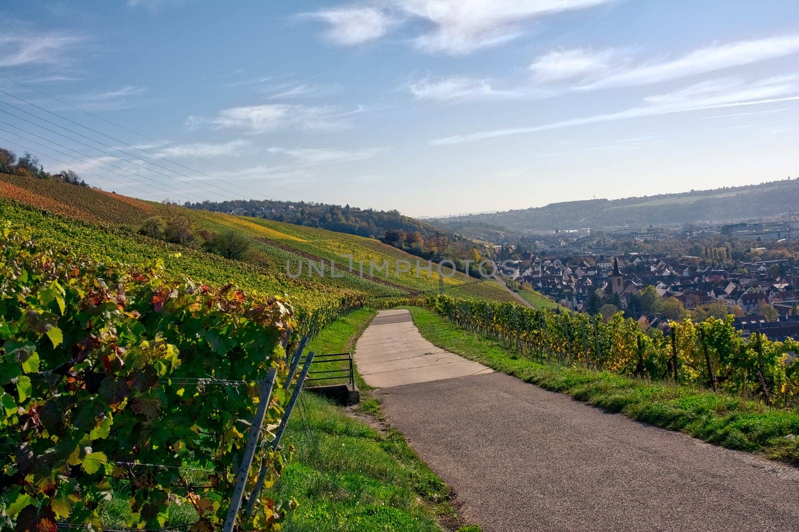 Outdoors Vineyard Landscape Fall Season Autumn Orange Yellow Green Farmland Agriculture European Wine