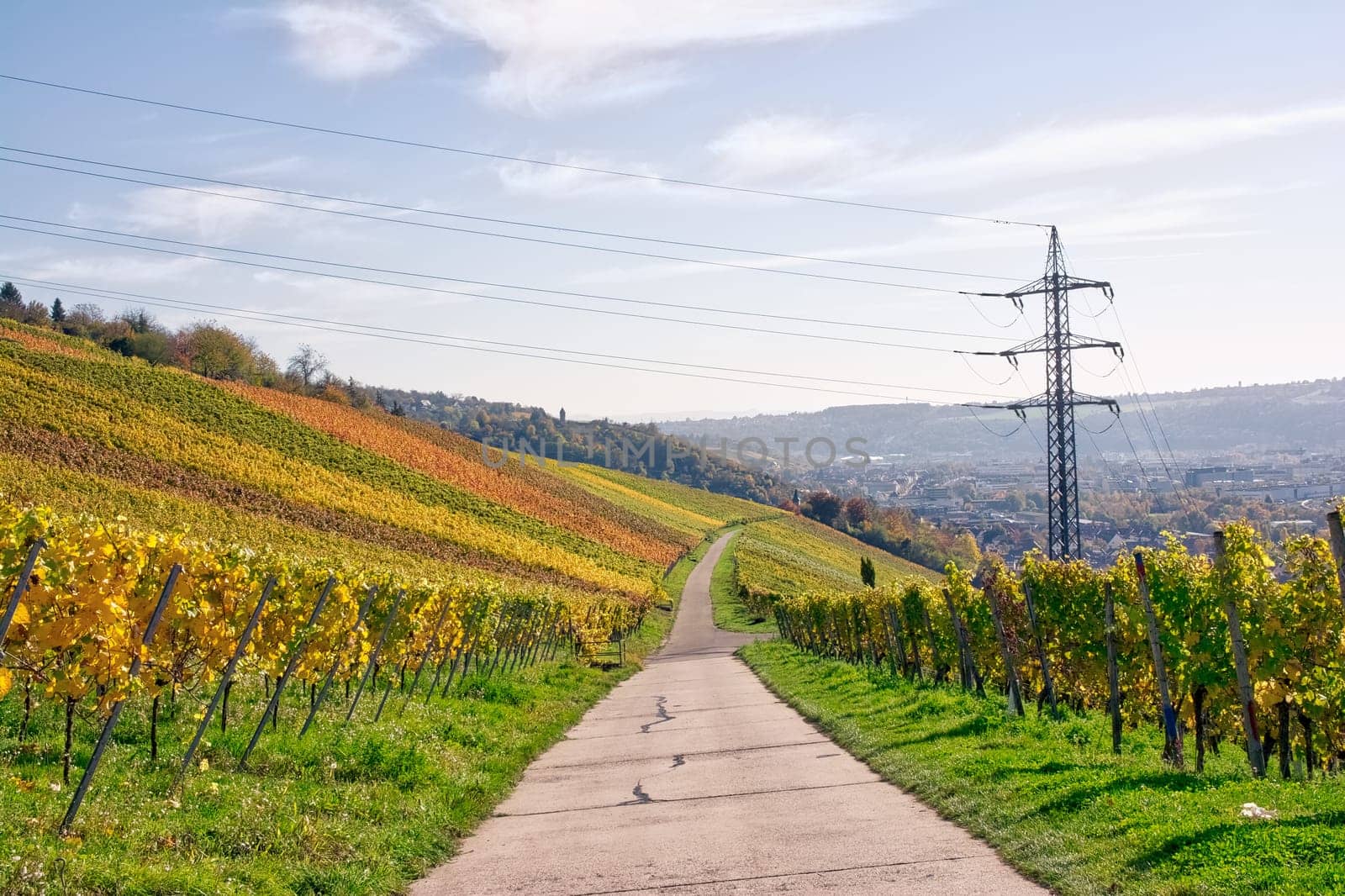 Outdoors Vineyard Landscape Fall Season Autumn Orange Yellow Green Farmland Agriculture European Wine