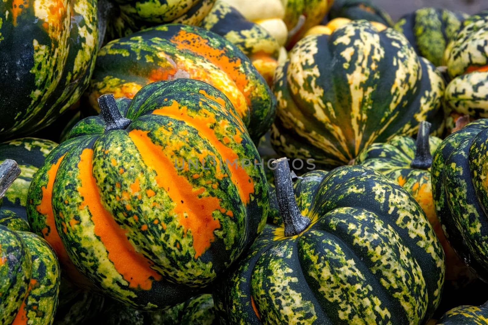 Orange Green Spotted Pumpkin Group Closeup Texture Crate Organic Fall Autumn Decoration