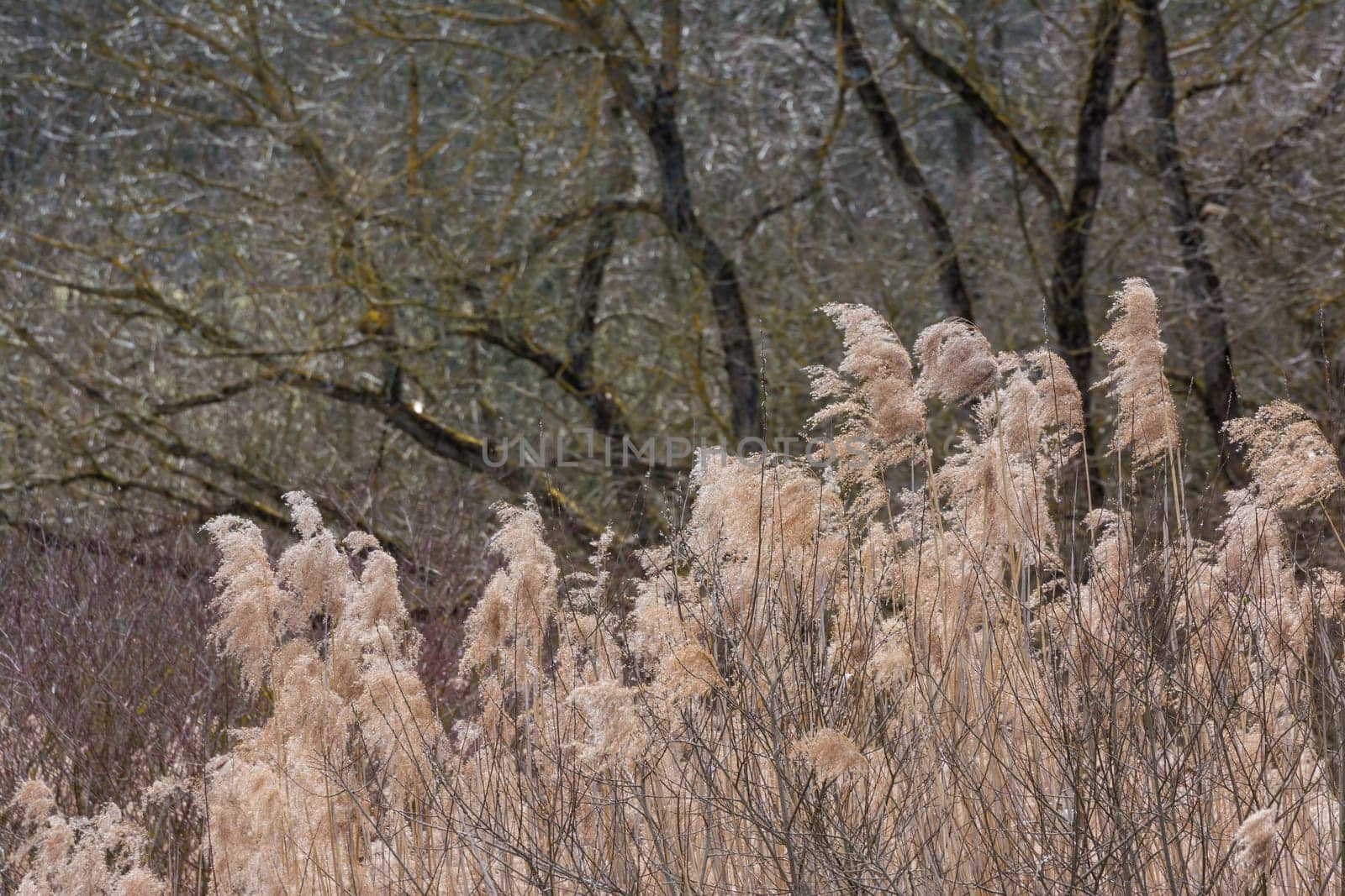 Grass Waving Wind Long Forest WIld Autumn Brown Background Tall