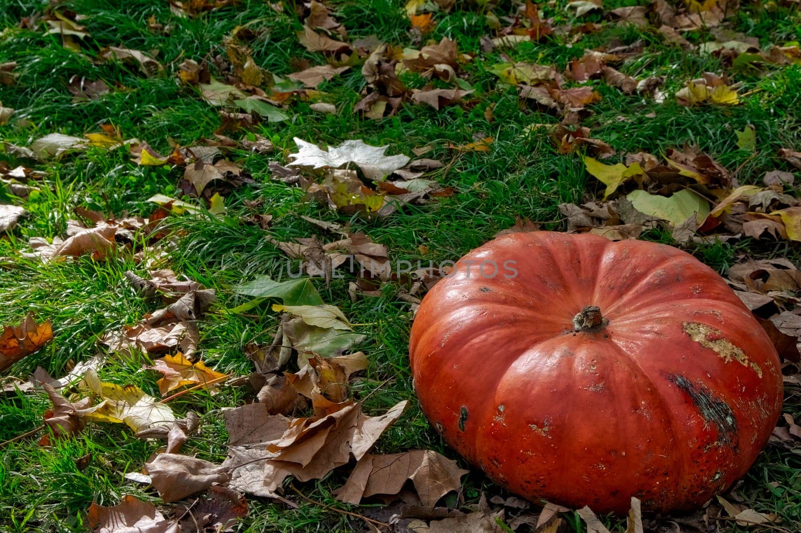 Orange Autumn Fall Pumpkin on Green Grass Outdoors Farm Daytime Halloween Decoration