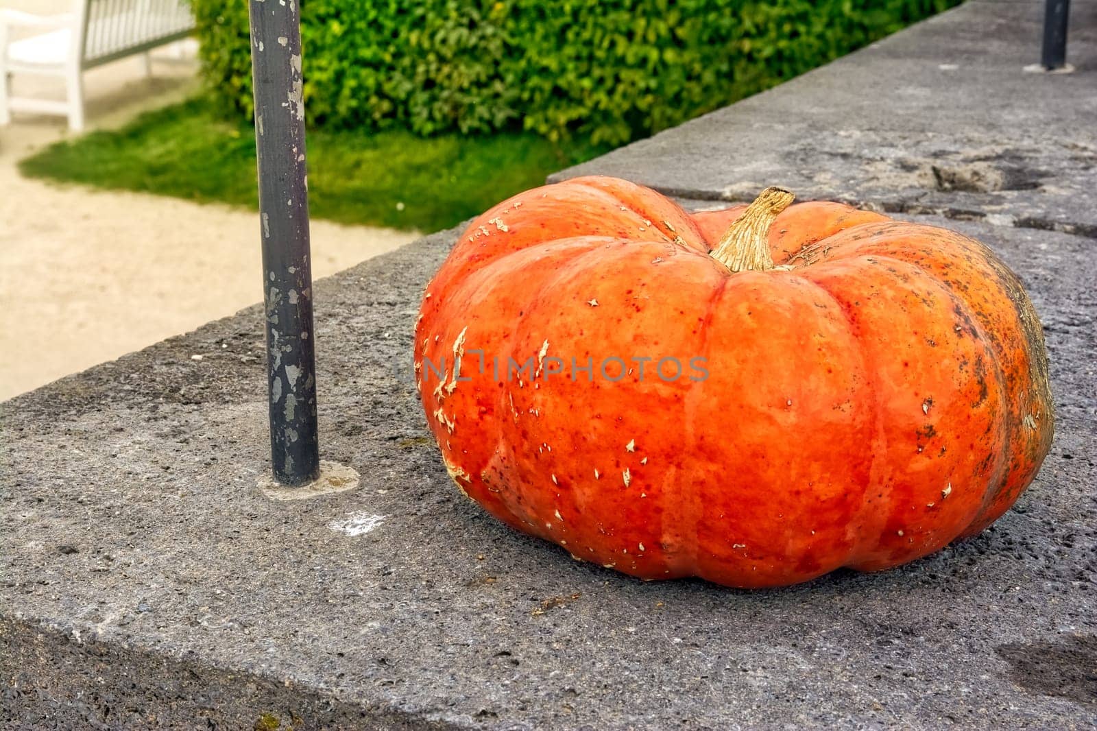 Single Pumpkin on Concrete Ledge Step Daytime Outdoors Autumn Fall Decor