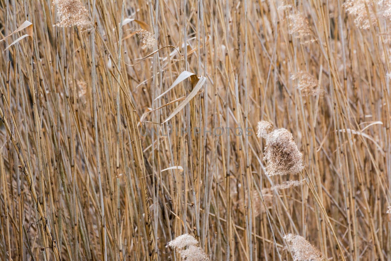 Grass Waving Wind Long Forest WIld Autumn Brown Background Tall