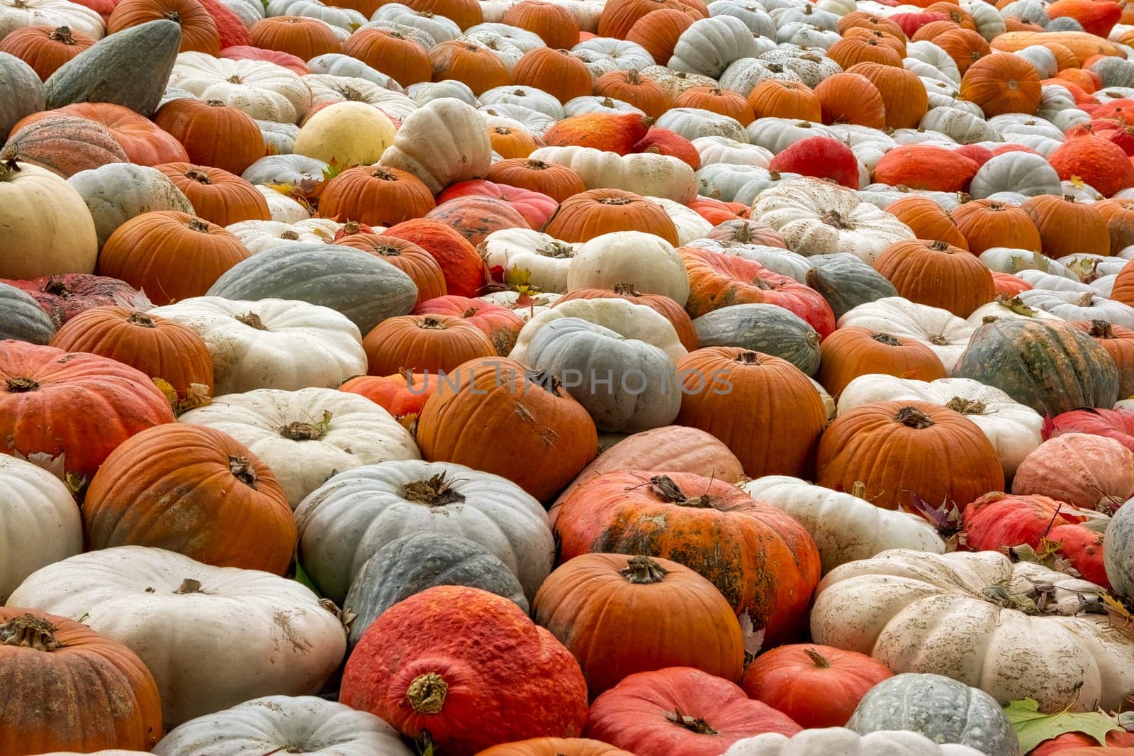 Sea Multi-Colored Pumpkins White Red Orange Decoration Autumn Fall Season Group Closeup Texture
