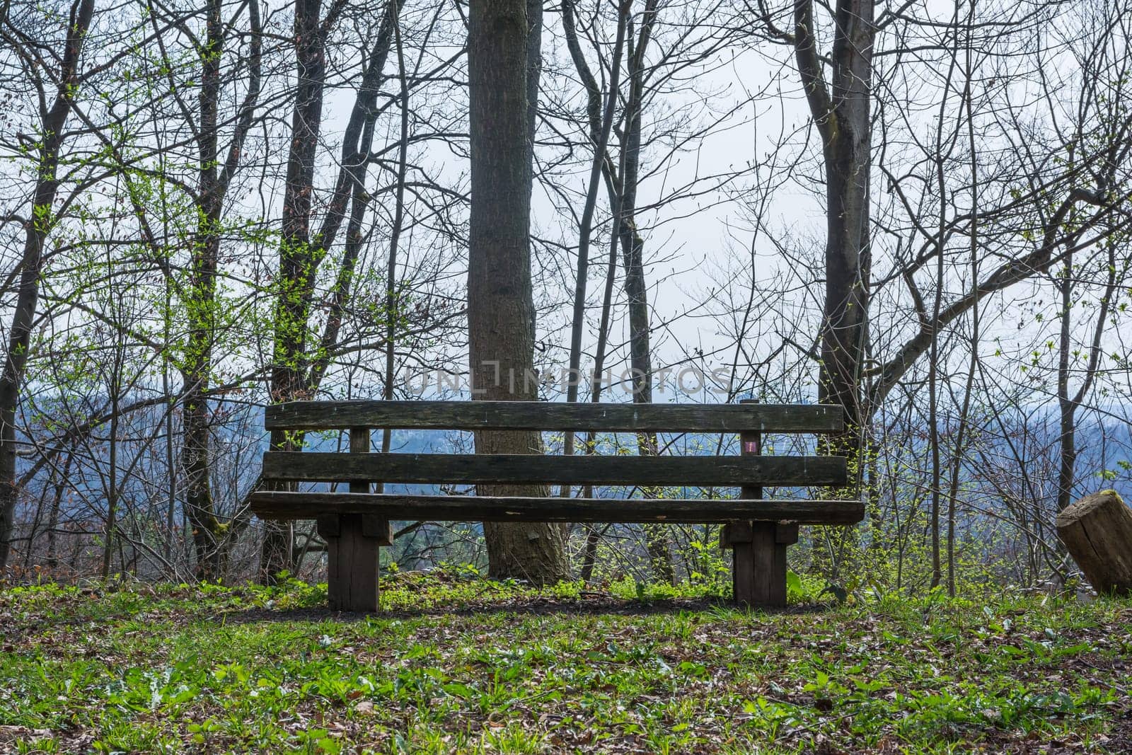 Park Bench Wooden Beautiful Landscape Sit Down Grass Nature Welcoming Outdoors City Recreation Ground
