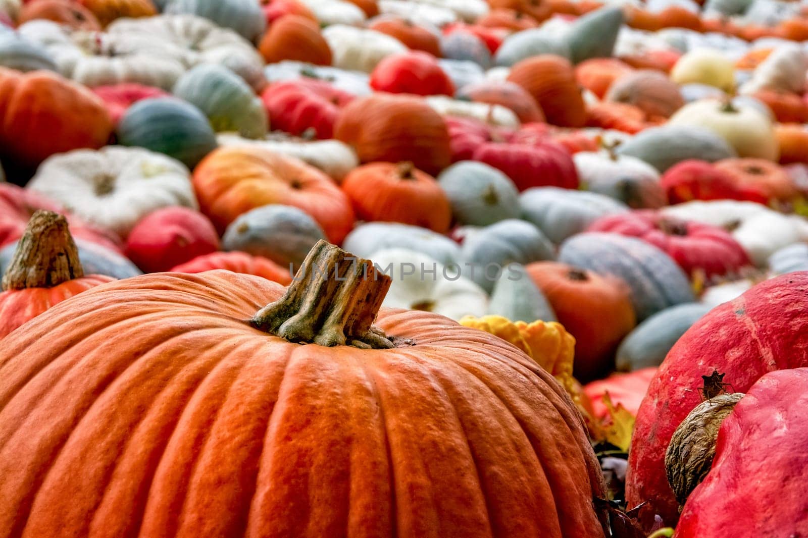 Sea Multi-Colored Pumpkins White Red Orange Decoration Autumn Fall Season Group Closeup Texture