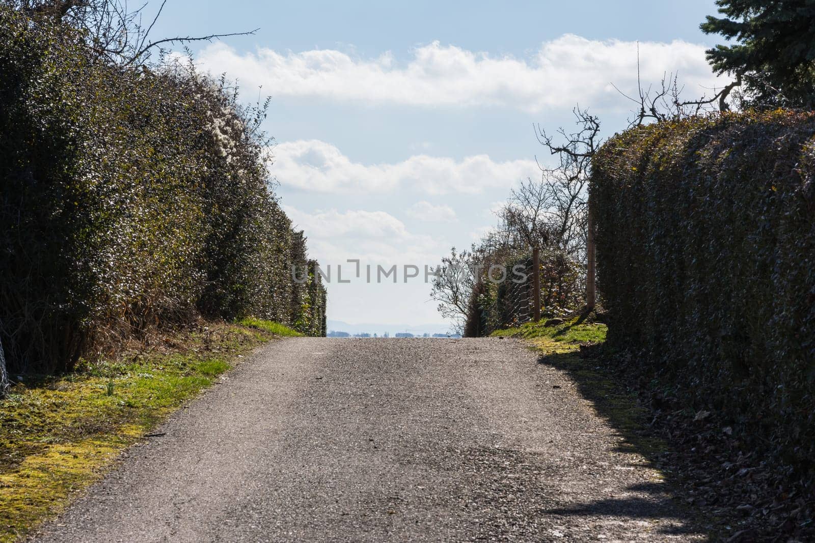 Path Leading to Sky Bushes Blue Beautiful Sunny Day Weather Perspective Walking Way Long Clouds