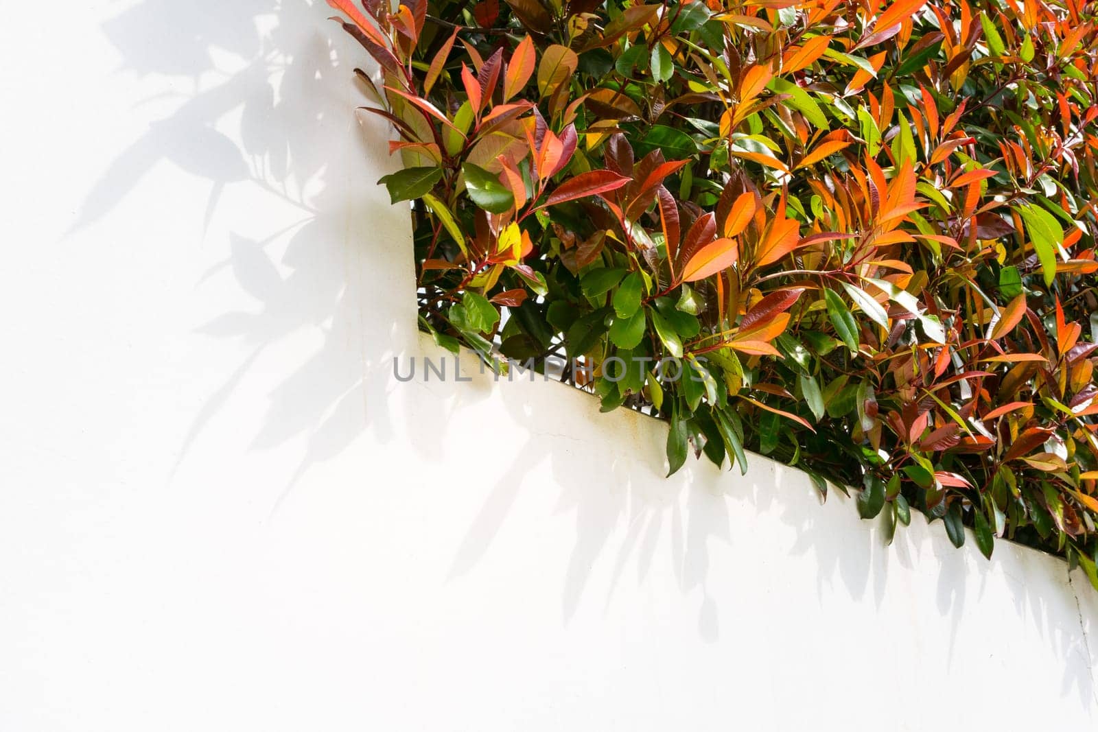 Red and Green Leaves Bush on Blank White Wall Outdoors Foliage Neighborhood