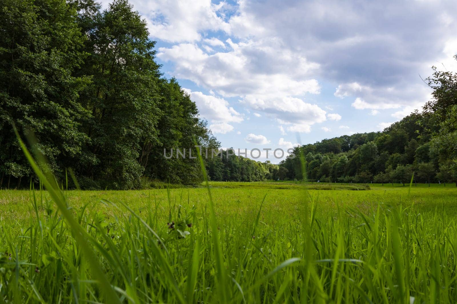 Peaceful Green Forest Field Landscape Clouds Blue Sky Expanse
