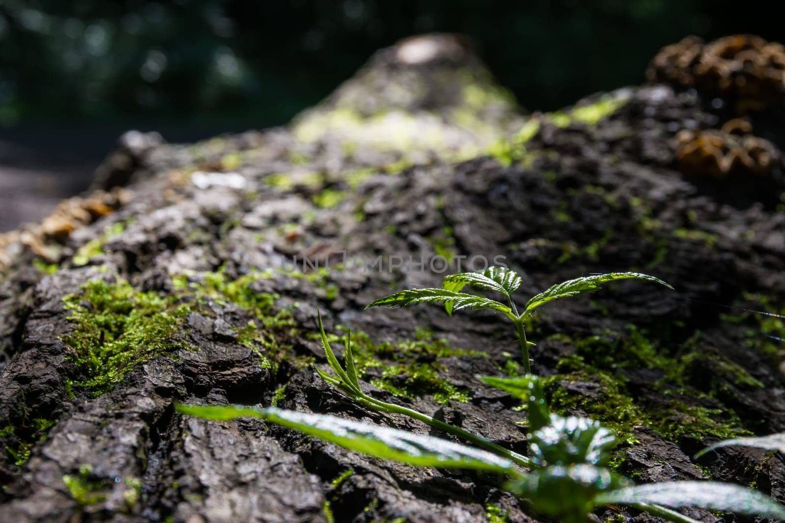 Little Plant Sprout Growing On Fallen Tree Trunk Rough Texture
