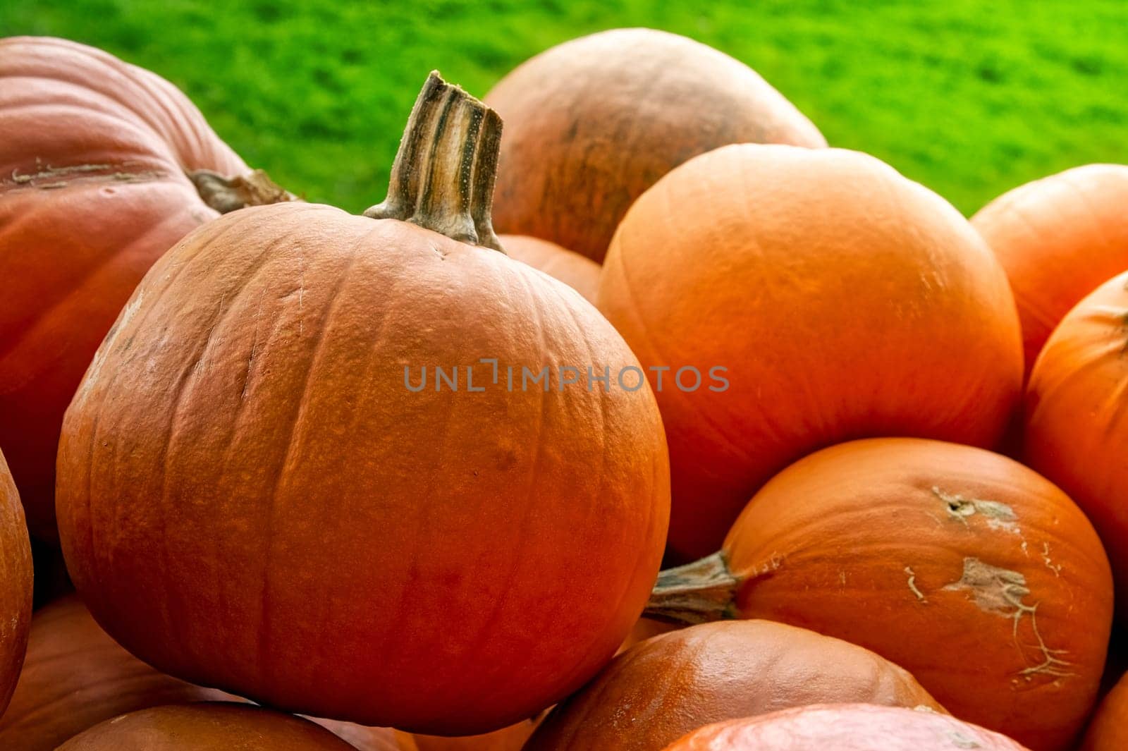 Pumpkins Closeup Many Group Multiple Background Texture Orange Halloween Autumn Fall Season Fresh