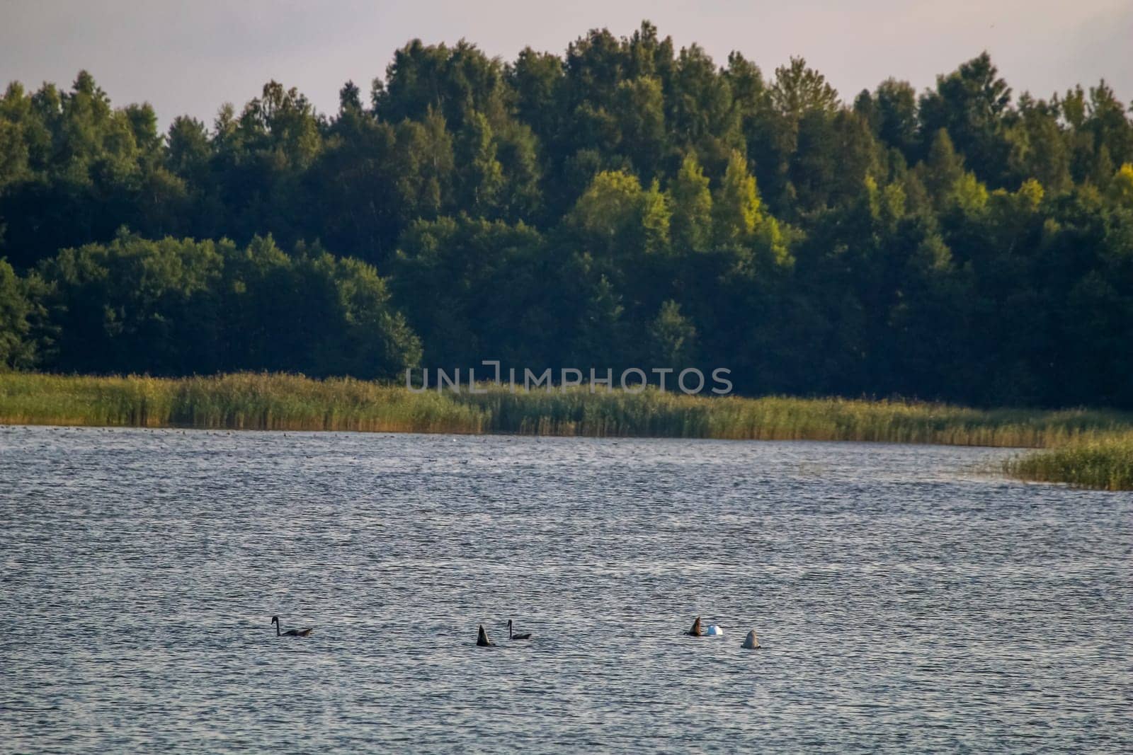 Floating waterfowl, young ducks and swans, wild birds swimming on the lake, wildlife landscape. Ducks swimming on lake in Kemeri National park. Birds swims in Kaniera lake, Latvia.