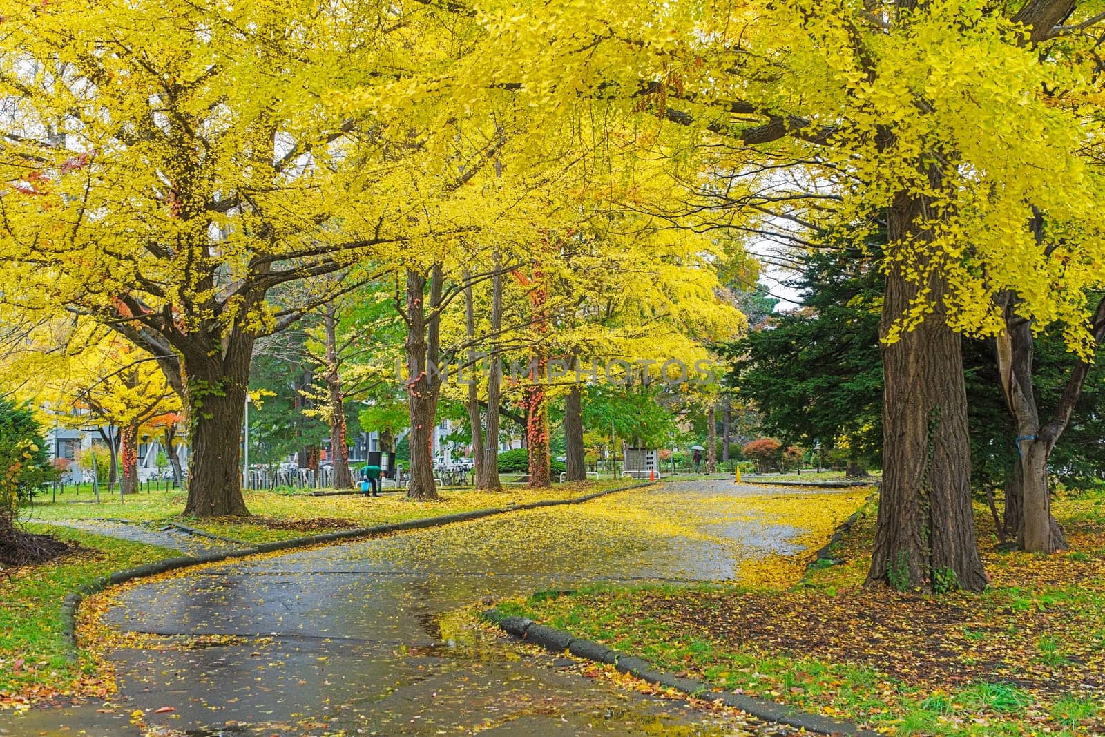 One of the most famous tree in Japanese autumn is the ginkgo and there is a ginkgo avenue in Hokkaido University. Over 380 meter long and consisting of 70 trees, it turns to golden yellow in autumn.