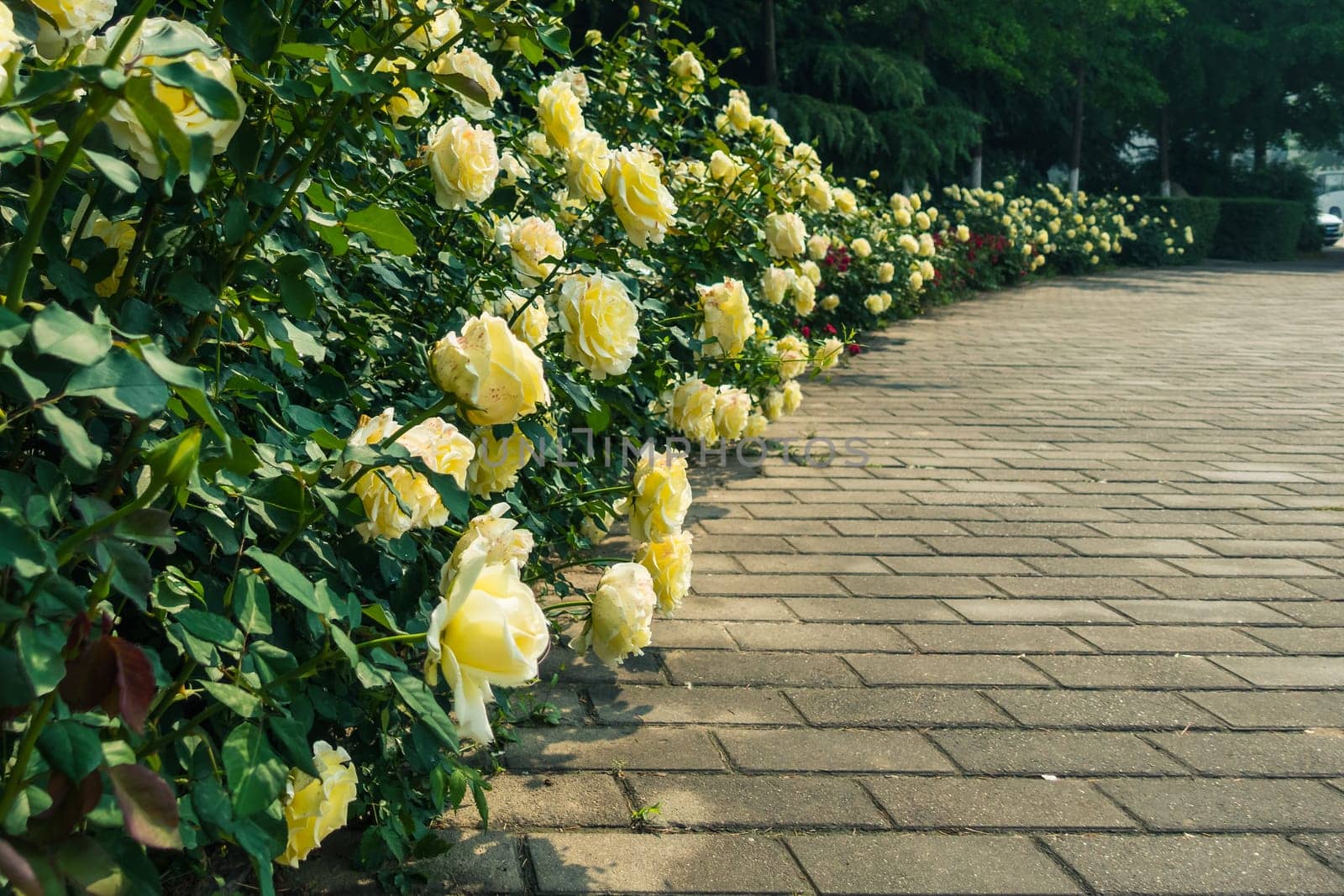 Flowers on Xi'an University of Technology New Campus