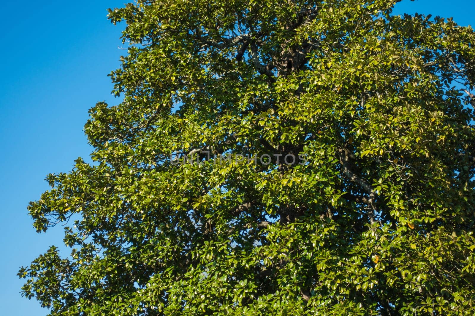 A Full-grown Tree A Wild Profusion of Vegetation in China