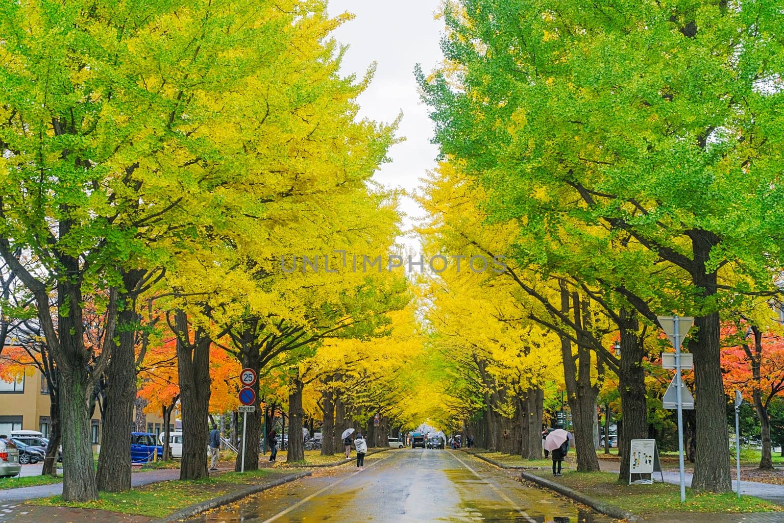 One of the most famous tree in Japanese autumn is the ginkgo and there is a ginkgo avenue in Hokkaido University. Over 380 meter long and consisting of 70 trees, it turns to golden yellow in autumn.