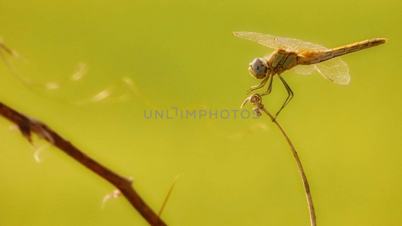 Dragon Fly Balancing on Branch Green Forest Insect Macro Closeup Nature Shot