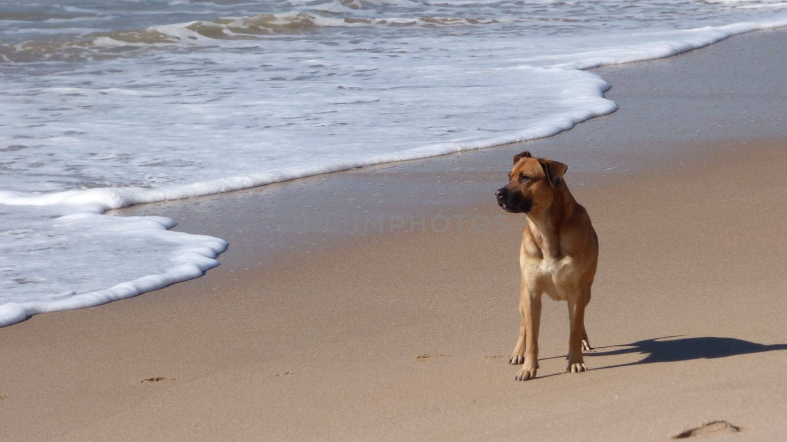 Dog Walking on Beach Shore Ocean Day Sunny